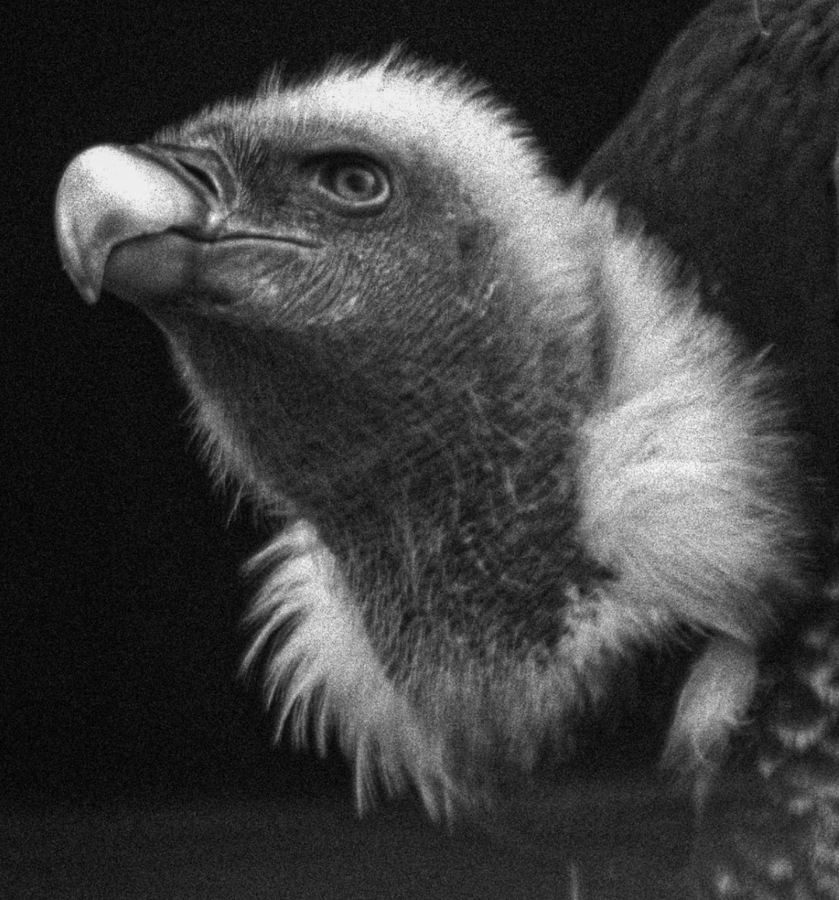 I'm watching - Colin Bailey